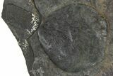 Fossil Seed Fern (Macroneuropteris) Plate - Pennsylvania #368187-1
